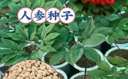 花盆种植人参种植技术