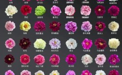 牡丹花品种颜色有哪些？