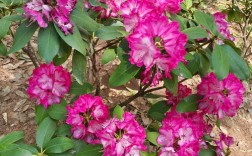 哪些杜鹃花品种颜色最艳丽？