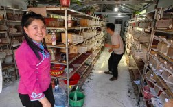 广西马蜂养殖技术要点有哪些？