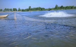 江苏射阳鲫鱼养殖技术有哪些关键要点？