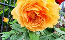 藤月月季什么品种最皮实好养？