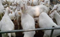 山羊养殖如何助农致富？