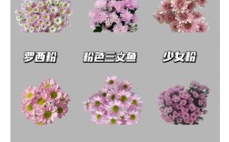 三种菊花品种各有什么特点与区别？