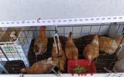 发酵床养殖技术靠谱吗？