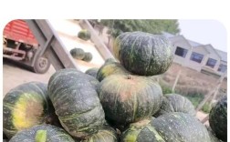 哪种南瓜产子最多？