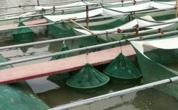 池养毛蟹技术要点有哪些？