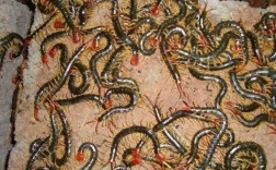 蜈蚣养殖技术价格范围