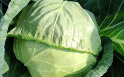 中甘21甘蓝怎么种？高产技术要点有哪些？