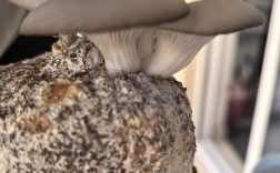 家里怎么种蘑菇？技术要点有哪些？