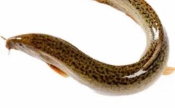 养殖泥鳅什么品种效益高？