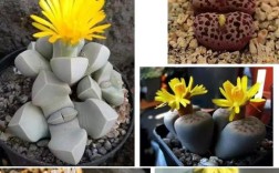 生石花哪些品种最值得入手？