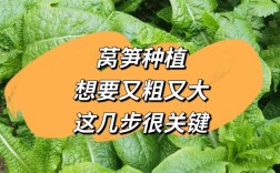 早春露地莴笋怎么种才能高产？