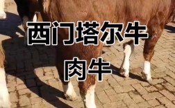 东北西门塔尔牛犊价格多少钱一头？