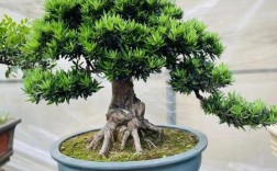 罗汉松哪个品种颜值最高？