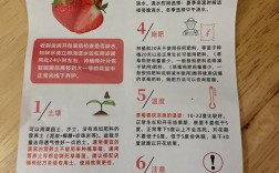 草莓种植技术管理流程有哪些关键步骤？
