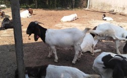 大耳羊2025年价格会涨还是跌？