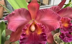 卡特兰花品种有哪些？看图识花指南