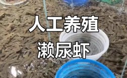 皮皮虾人工养殖技术要点有哪些？