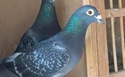 什么品种肉鸽繁殖力强？