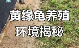 黄缘龟养殖技术视频有哪些要点？