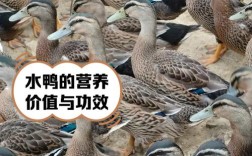 肉鸭前十品种有哪些？