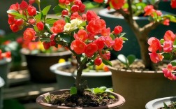 海棠花卉品种有哪些？