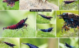 水晶虾什么品种好养？