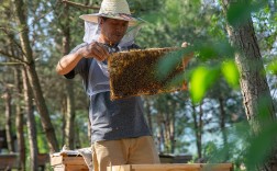秋季蜜蜂饲养技术视频，关键点有哪些？