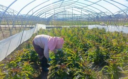 秋季莴笋怎么种？技术要点看这里！