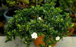 北方适合养什么品种的宠物？