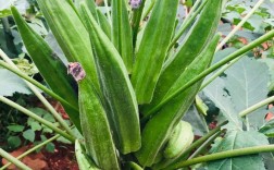 黄秋葵哪个品种产量最高？