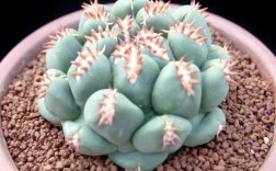 仙人球品种怎么选？哪种最好养又好看？