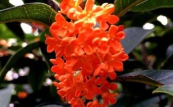 红色桂花是什么品种？