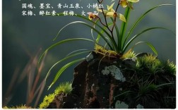 兰草品种这么多，到底哪个最好？