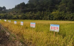 品种比较试验在哪里做