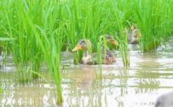 稻田鸭子养殖技术视频有哪些要点？