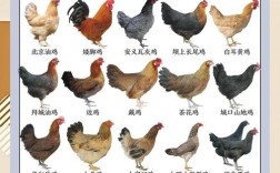 农广天地鸡的地方品种