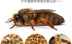 中蜂很黄是什么品种？