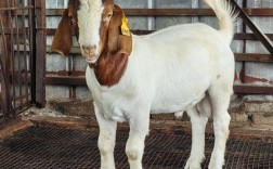 2025波尔山羊价格表最新行情多少钱一只？