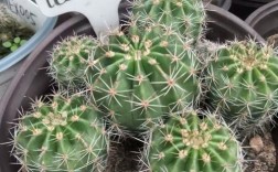 开花仙人掌常见品种有哪些？