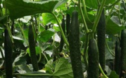 温棚黄瓜种植技术视频有哪些要点？