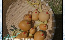 美国葫芦籽种植技术要点有哪些？