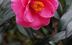 茶梅最早开花品种有哪些？