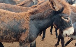 河北养驴选啥品种最合适？