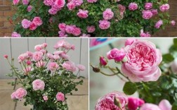 哪些欧月品种扦插最容易成活？