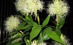 富贵竹开花品种是什么？