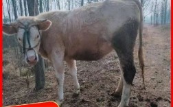 500斤牛犊最新价格多少？