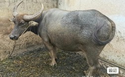 水牛品种中个头最大的是哪个？