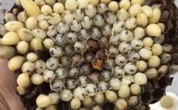 不用过冬的蜂子品种